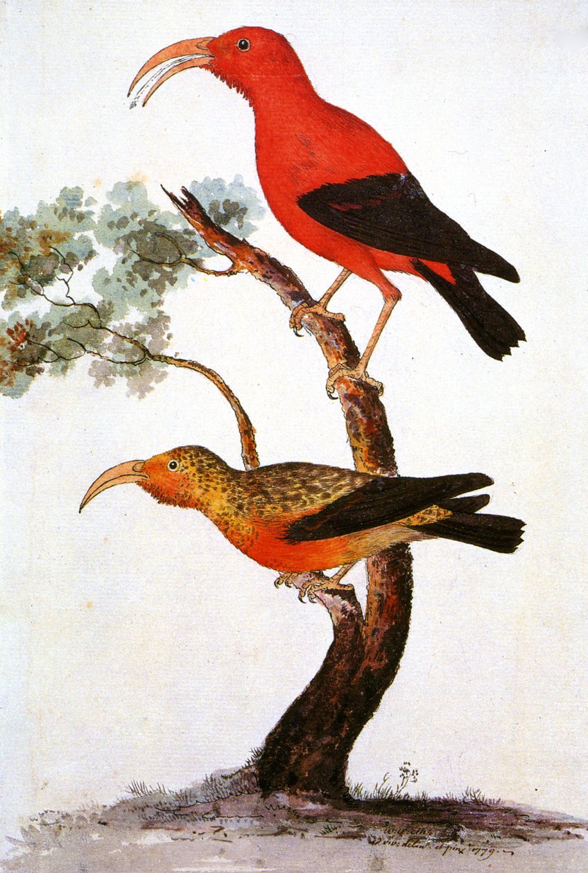 Illustrazione di Iiwi, Iwi, Scarlet honeycreeper, Scarlet Hawaiian Honeycreeper da Unbekannt