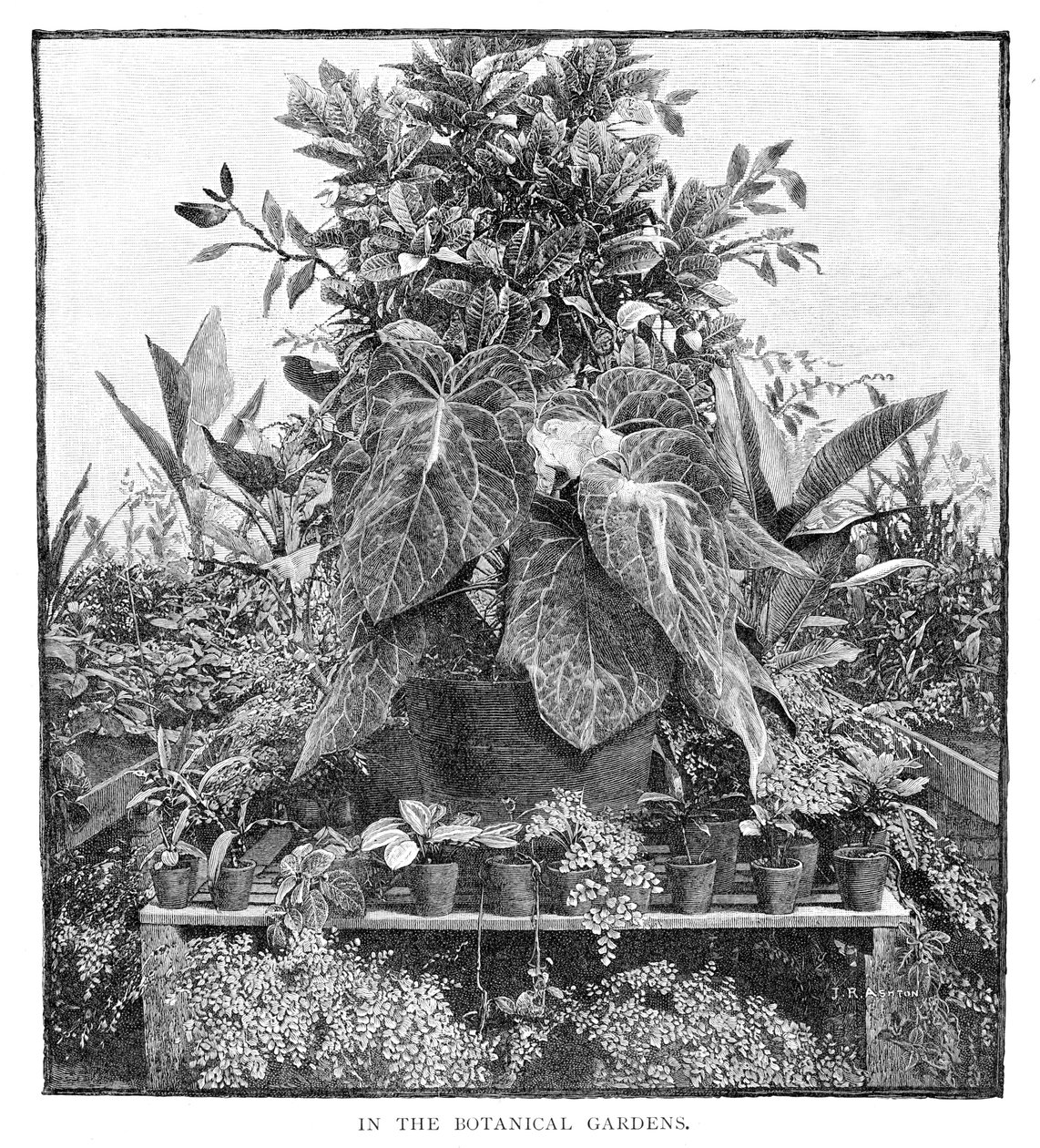Nel giardino botanico, 1886 da Unbekannt