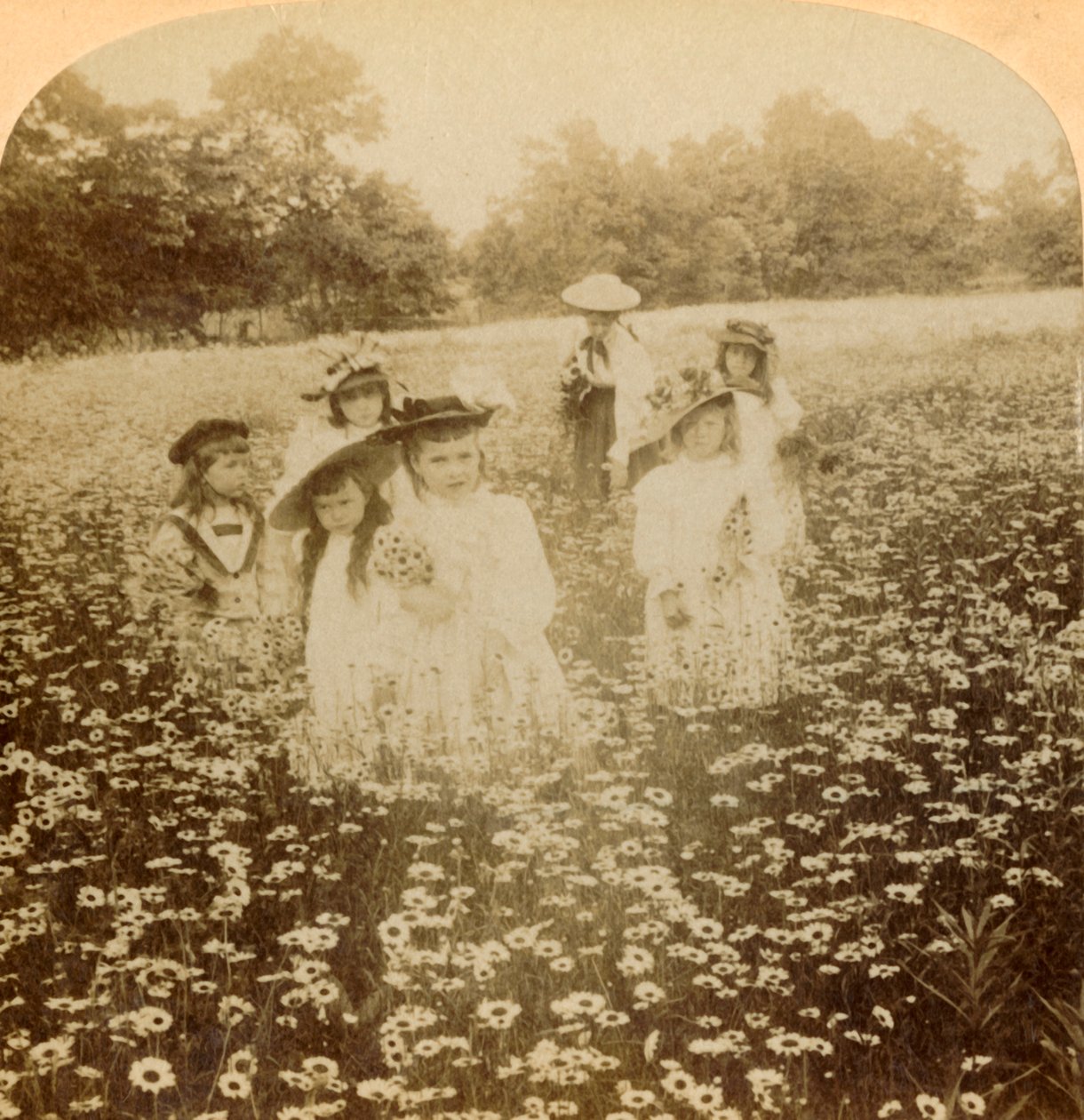 Nel campo di margherite: Dolce fiore del prato rurale, 1896 da Unbekannt