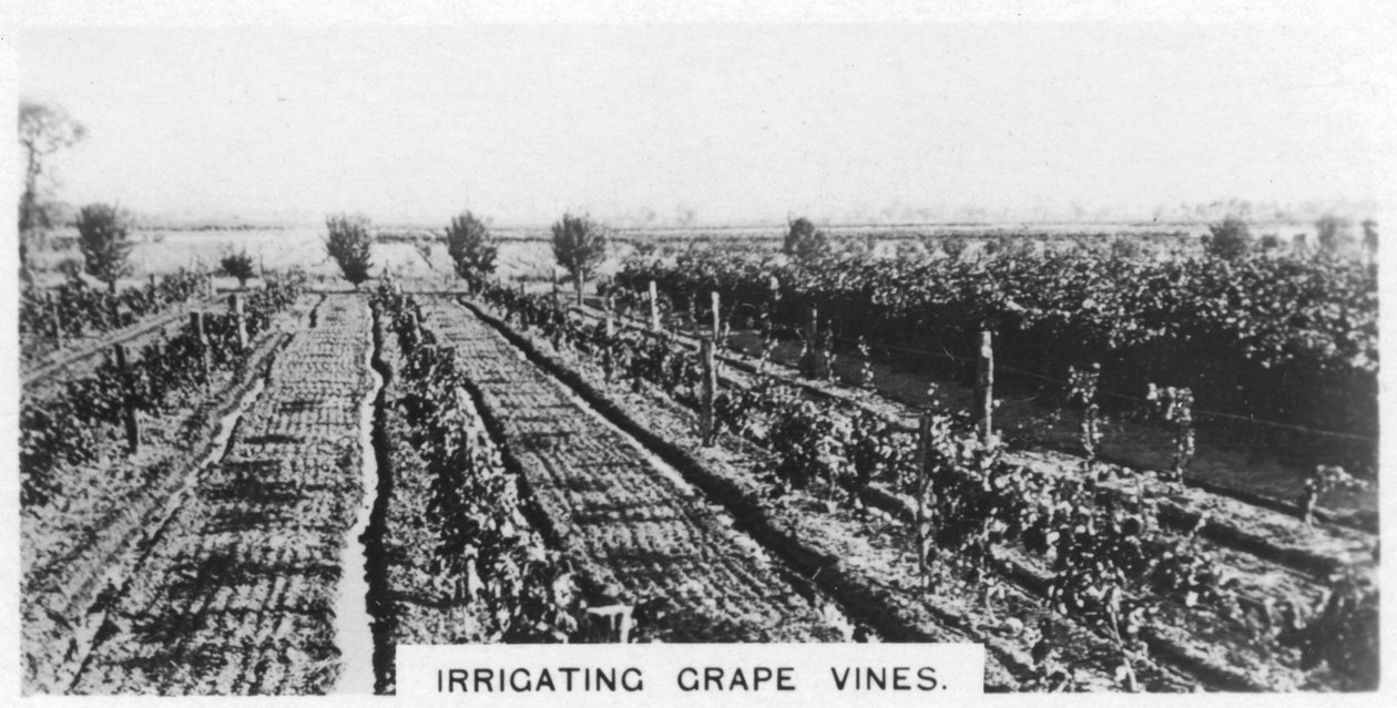 Irrigazione delle viti, Australia, 1928 da Unbekannt