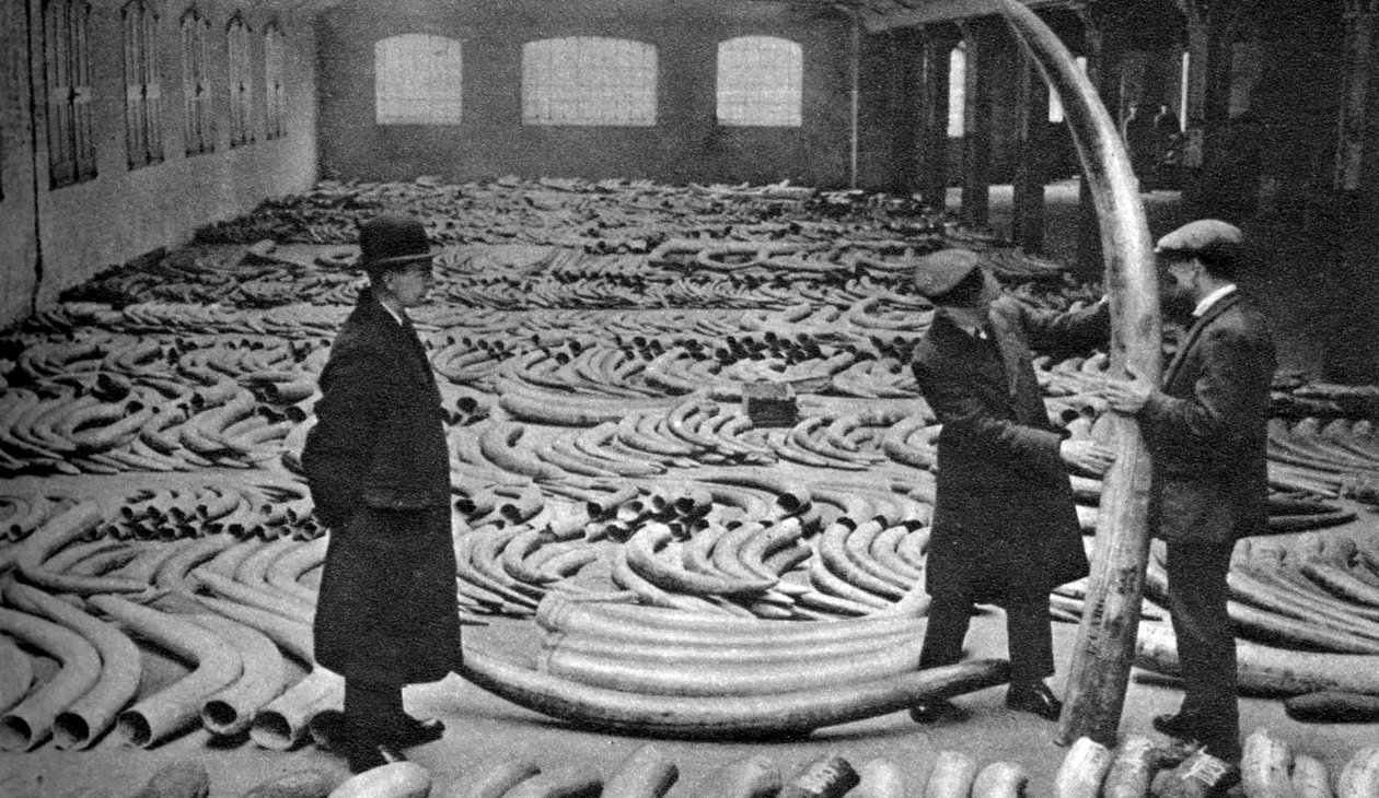 Spedizione di avorio, Royal Albert Dock, Londra, 1926-1927 da Unbekannt