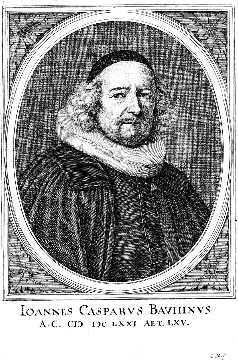 Jean Caspar Bauhin, medico e botanico svizzero da Unbekannt