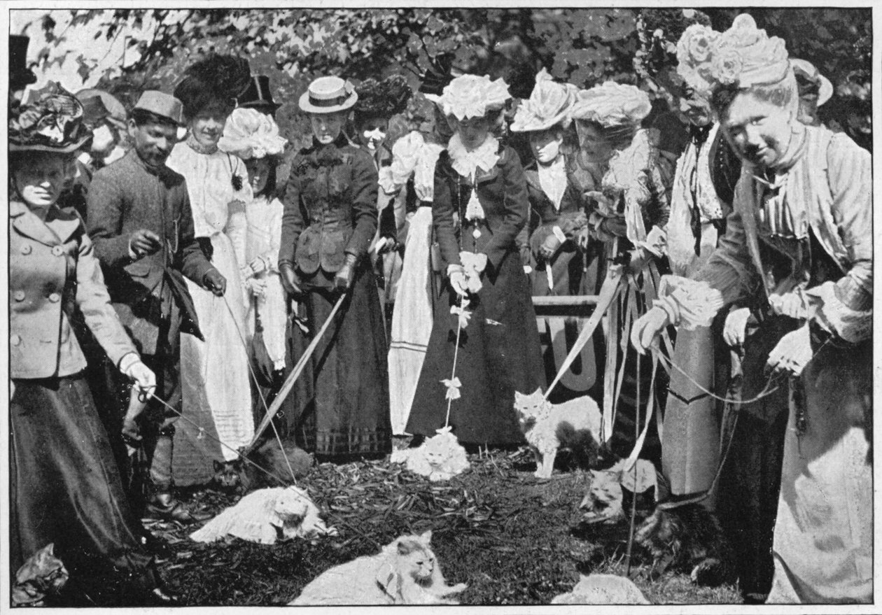 Giudizio dei gatti alla mostra dei Giardini Botanici Reali, Kew, Londra, c1900 1901 da Unbekannt
