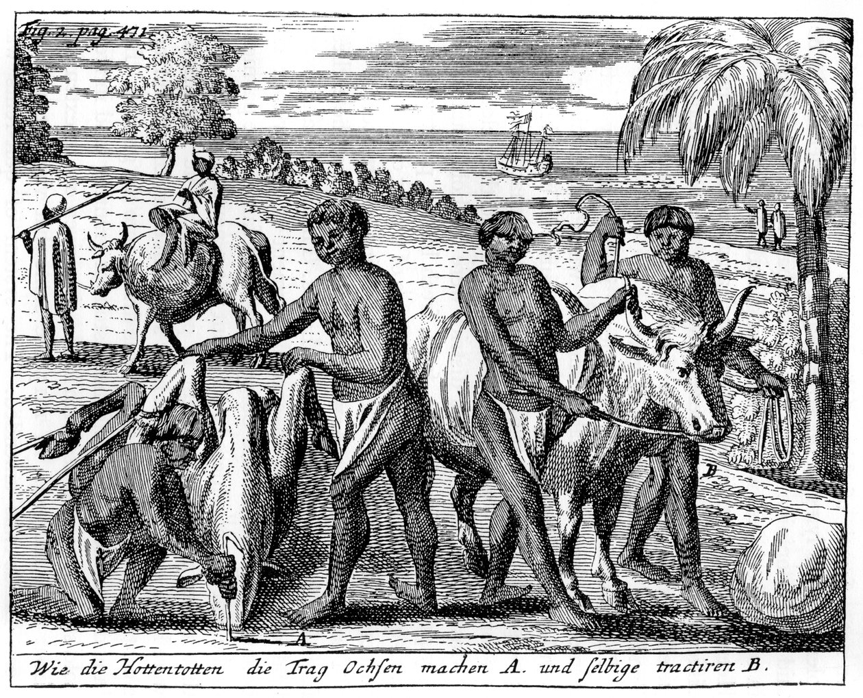 Khoikhois che addestrano buoi, Sudafrica da Unbekannt