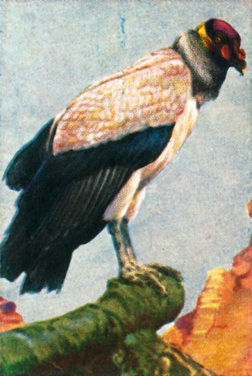 Avvoltoio reale, c1928 da Unbekannt
