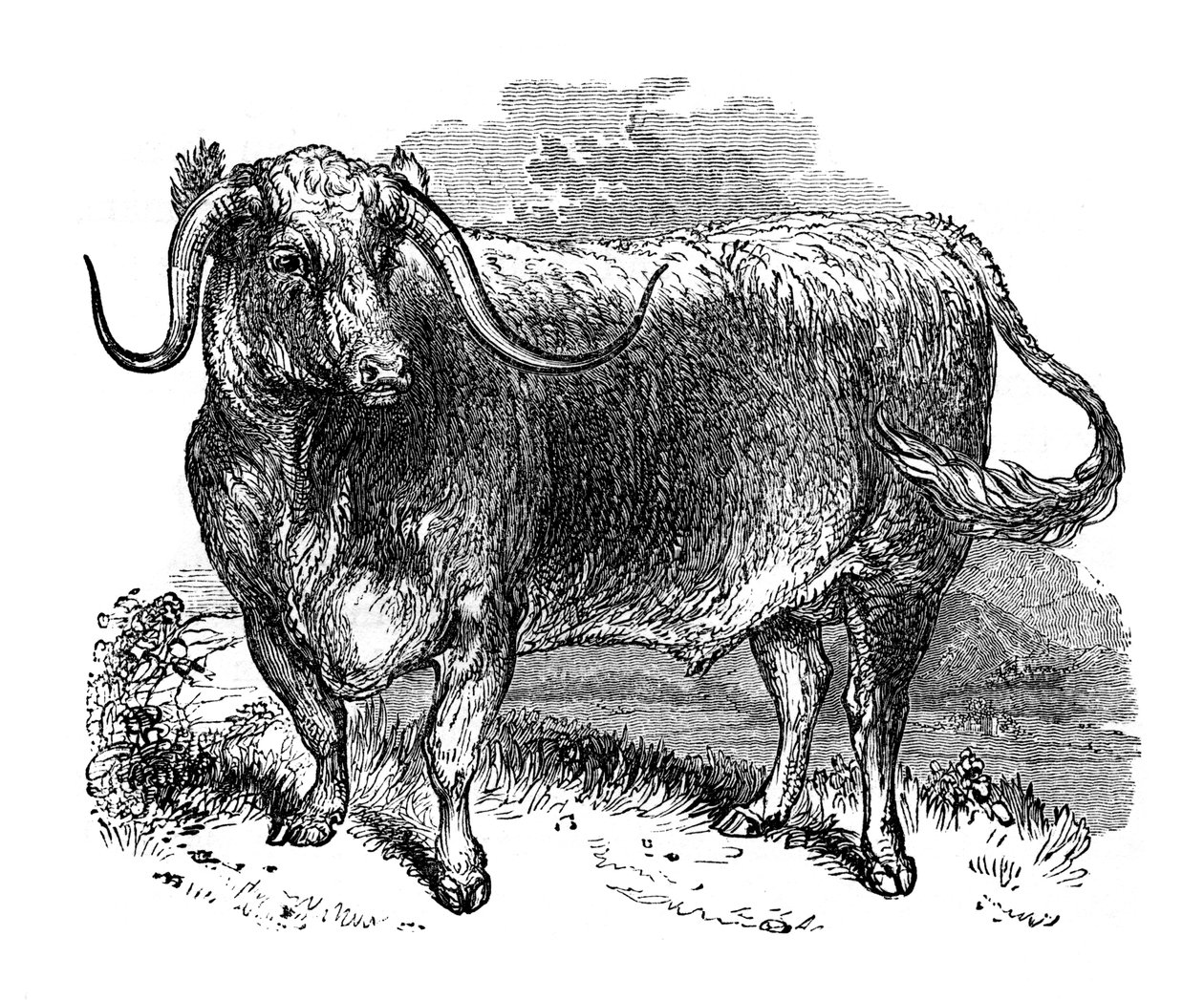 Bue del Lancashire, esemplare delle razze a corna lunghe da Unbekannt