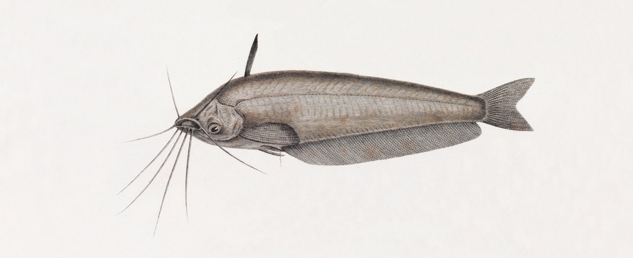 Il Siluro Oudnei (dettaglio) da Unbekannt
