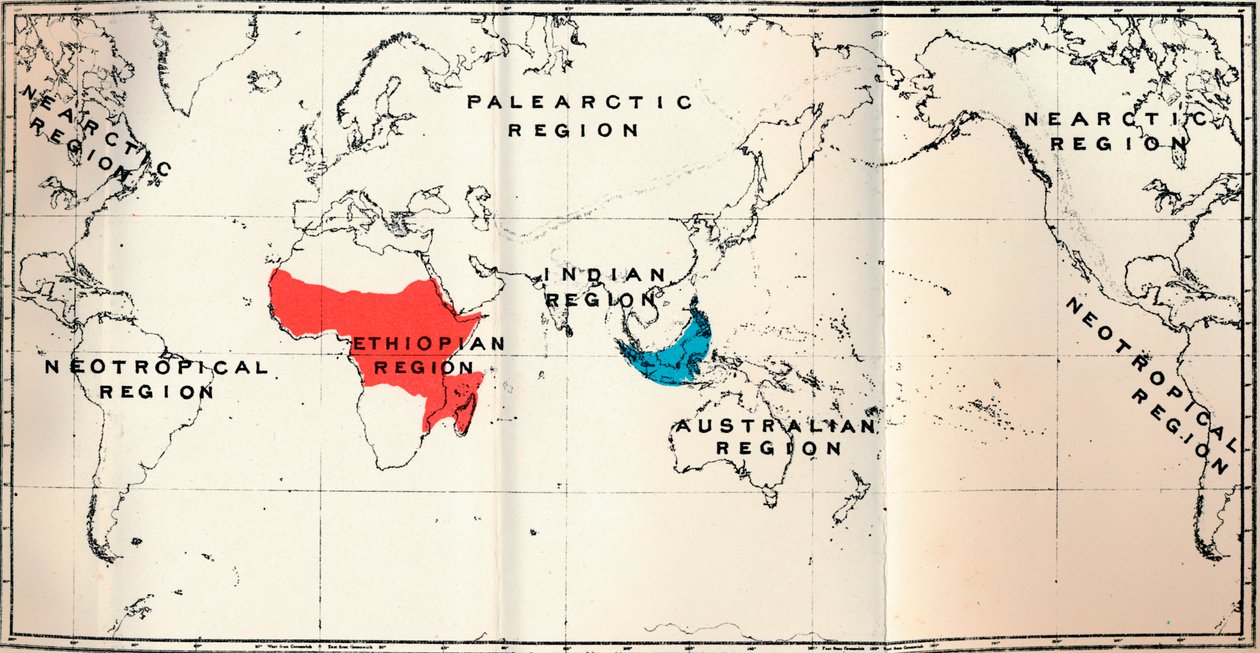 Lemuroidea - II. Mappa, Distribuzione di Tarsiidae Blu e Galaginae Rosso, 1897 da Unbekannt