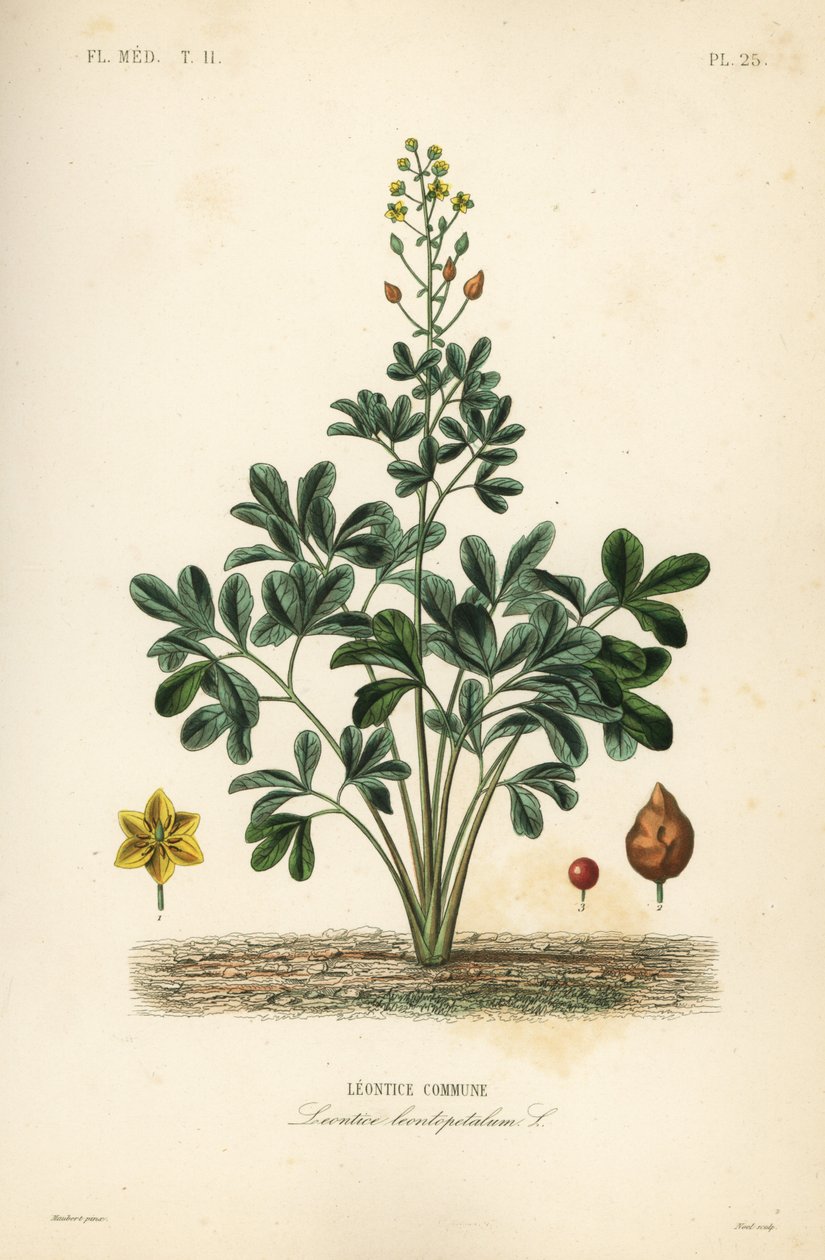 Leontice, Leontice leontopetalum da Unbekannt