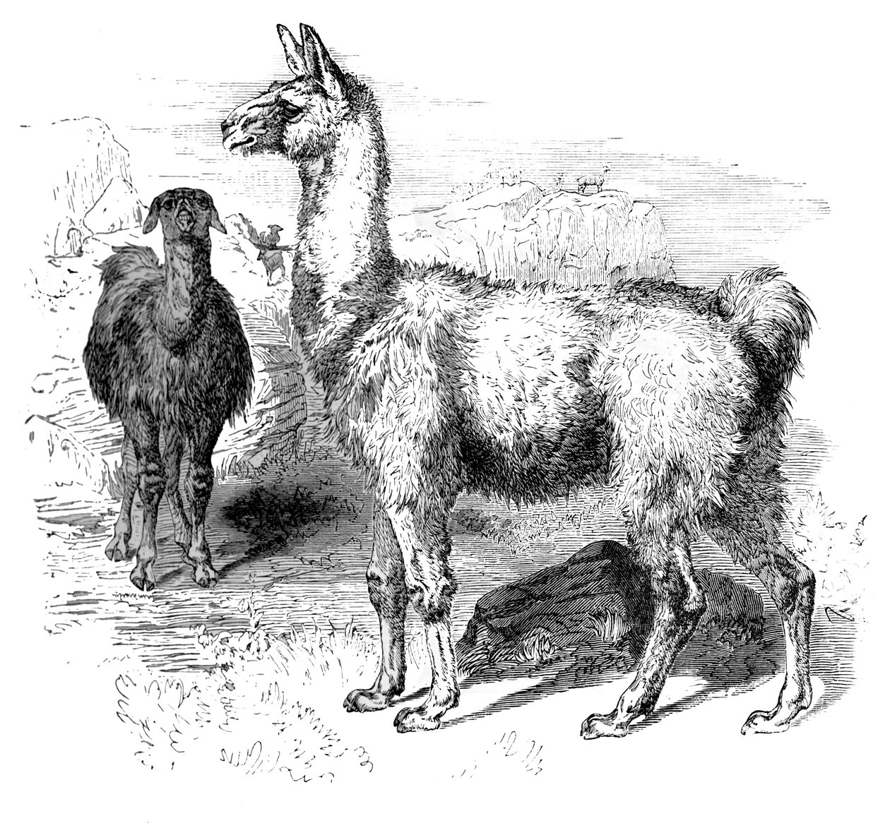 Llama da Unbekannt