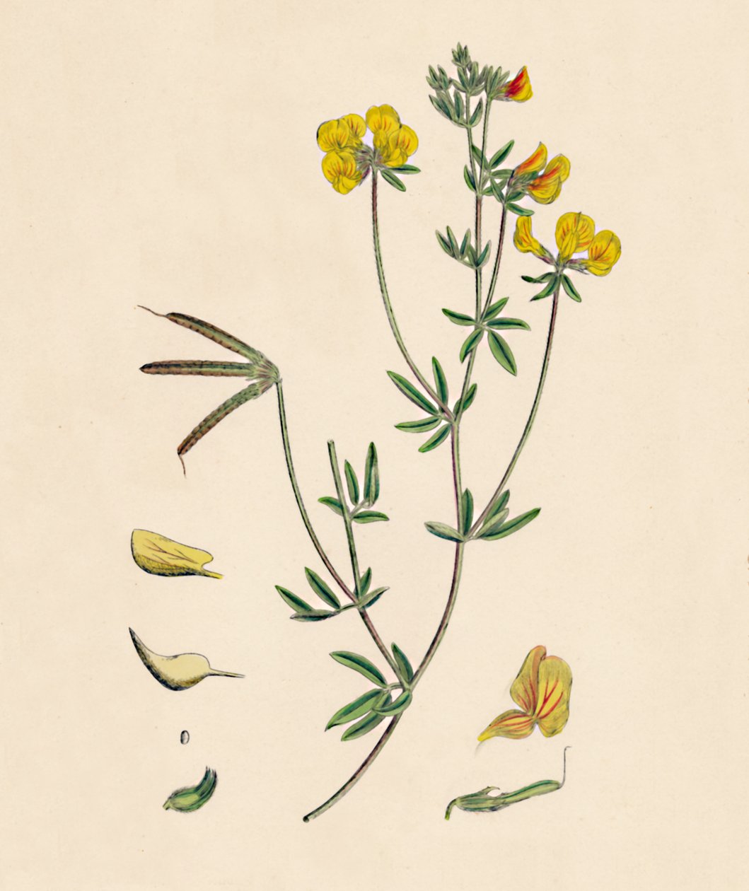 Lotus tenius. Ginestrino comune, XIX secolo da Unbekannt