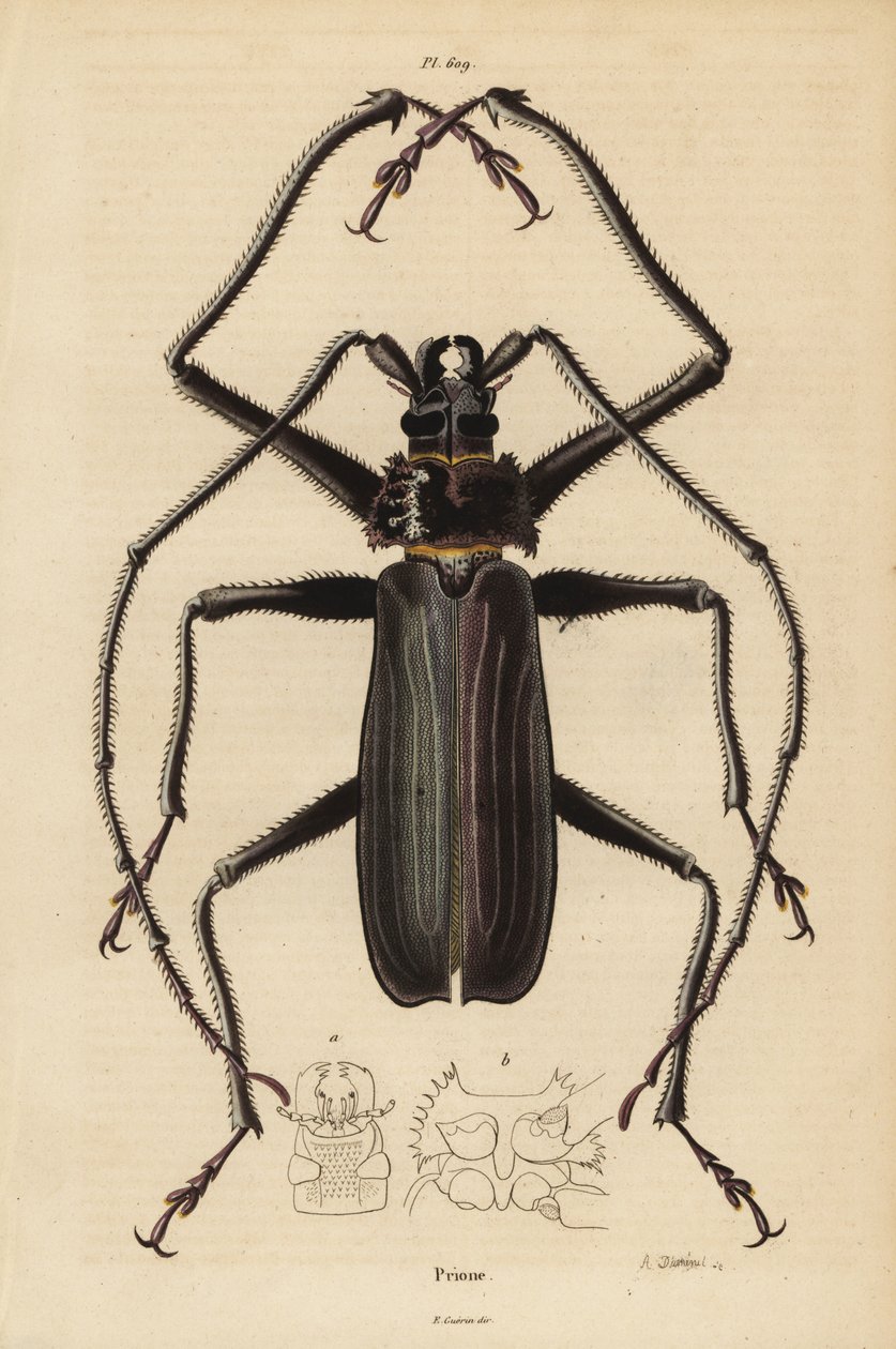 Coleottero Macrotoma hayesii da Unbekannt