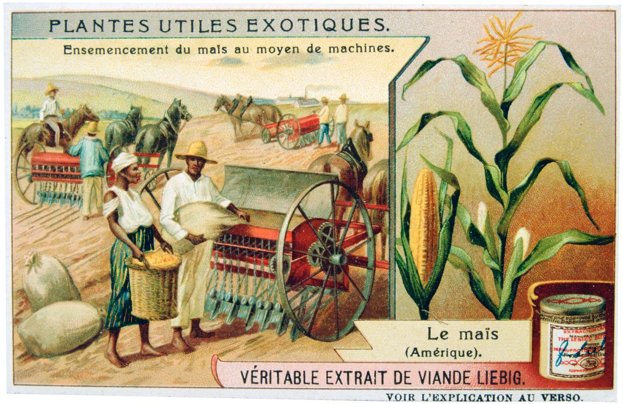 Mais, c. 1900 da Unbekannt