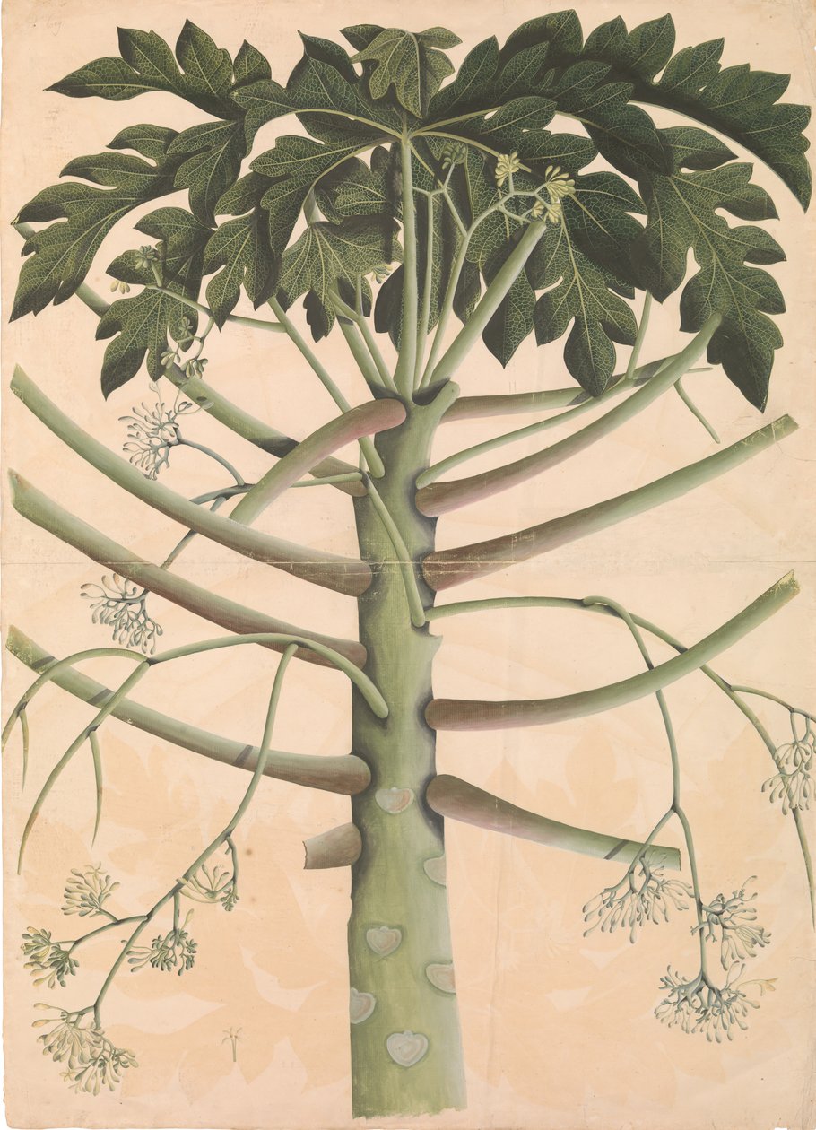 Albero di papaya maschio da Unbekannt
