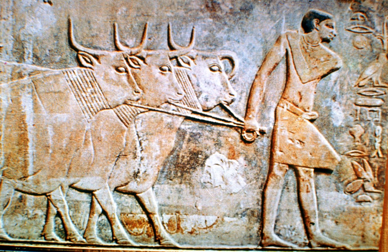 Uomo che guida il bestiame, rilievo murale dalla Tomba di Ptahhotep, Saqqara, Egitto da Unbekannt