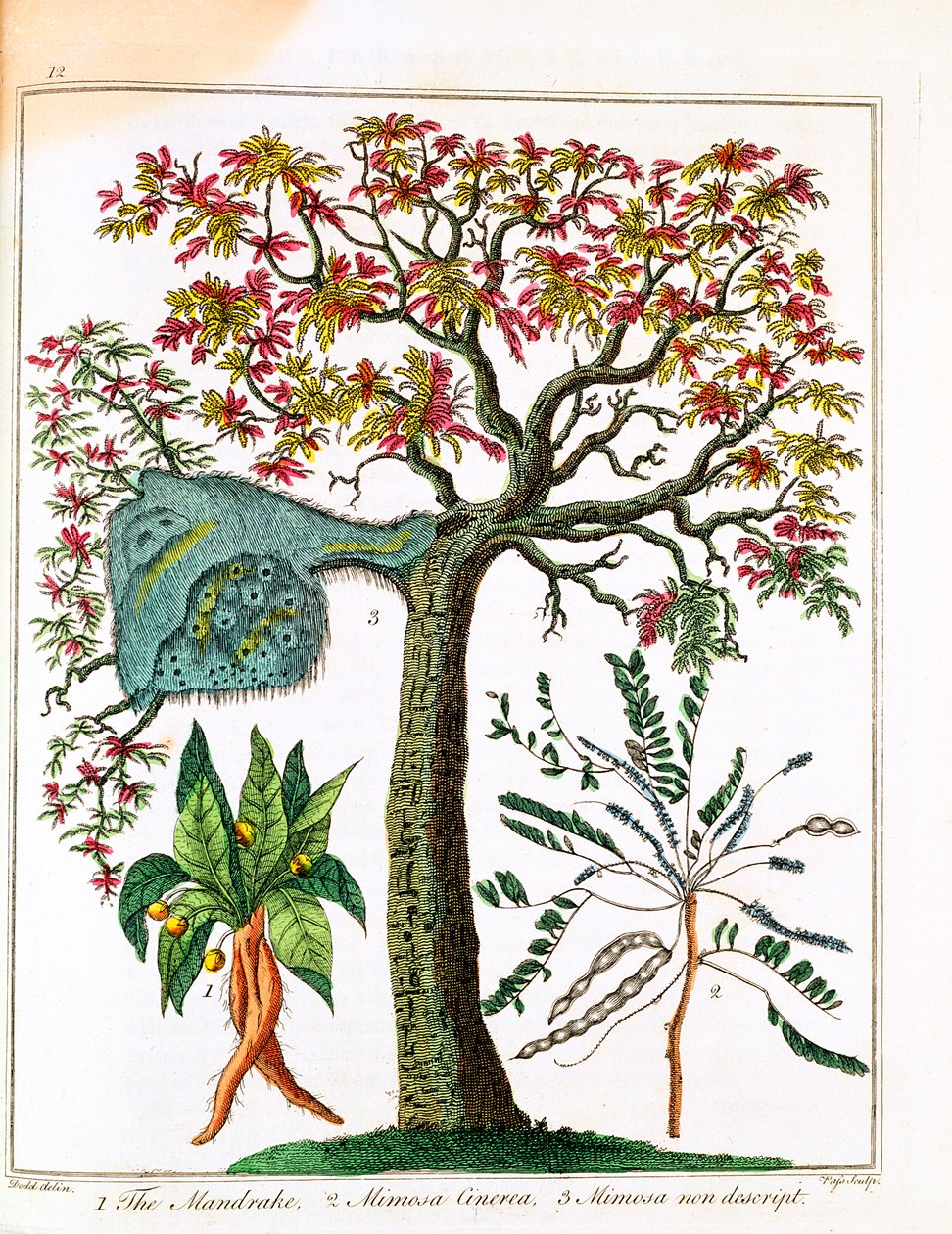 Mandragora, pianta sensitiva e acacia, c. 1795 da Unbekannt