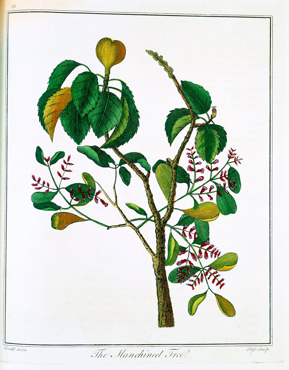 Albero di Manicheel Hippomane mancinella o Guava velenosa, c1795 da Unbekannt