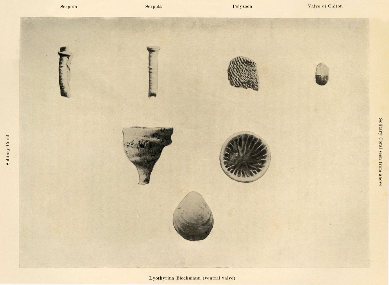Organismi marini, ingrandimento 1 12, c1908 da Unbekannt