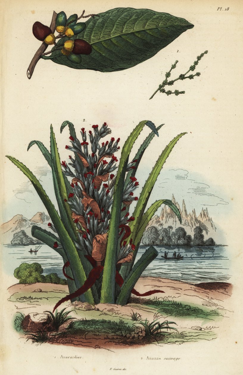 Noce marcante, Semecarpus anacardium e frutto di pinguino o pinuela, Bromelia pinguin da Unbekannt