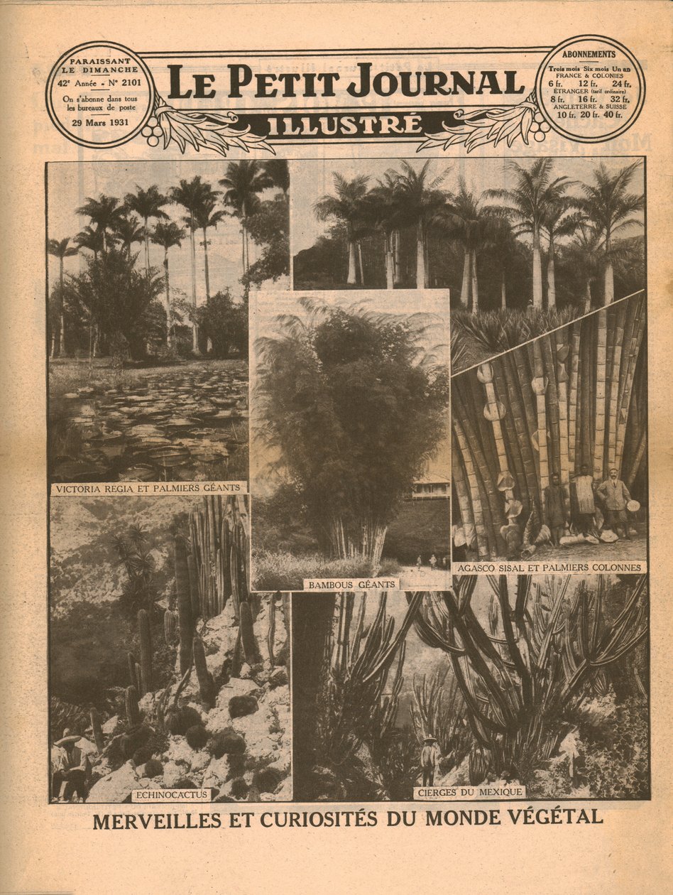 Meraviglie e curiosità del mondo vegetale, 1931 da Unbekannt
