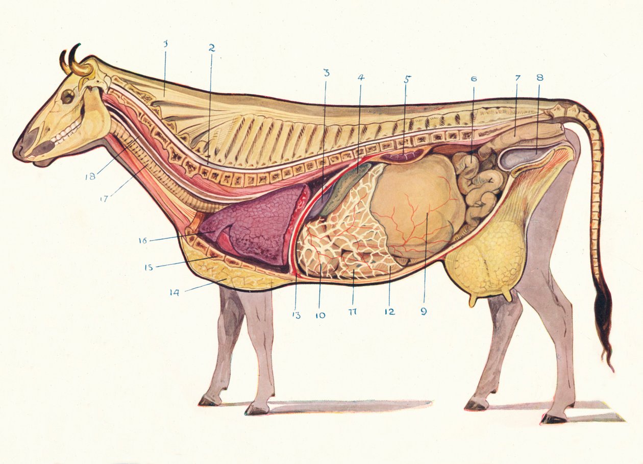 Sezione mediana di una mucca, mostrando i principali organi della digestione, ecc., c1905 c1910 da Unbekannt