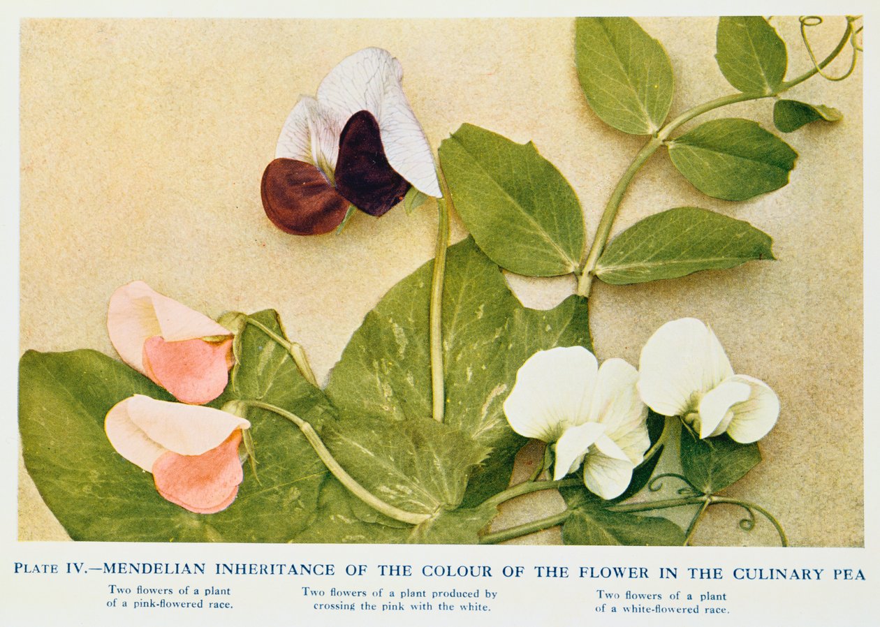 Eredità mendeliana del colore del fiore nel pisello da cucina, 1912 da Unbekannt