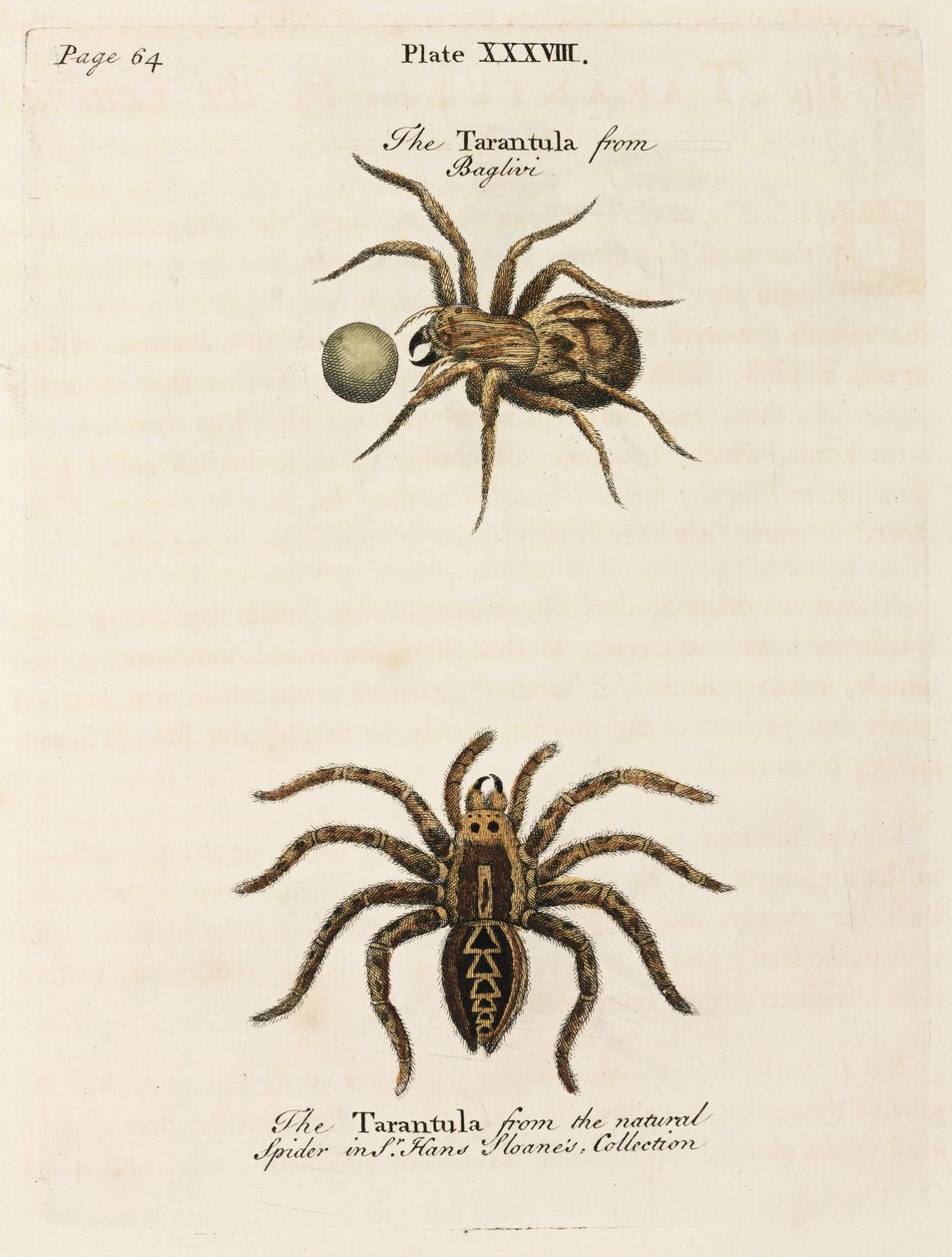 Microscopia da Unbekannt