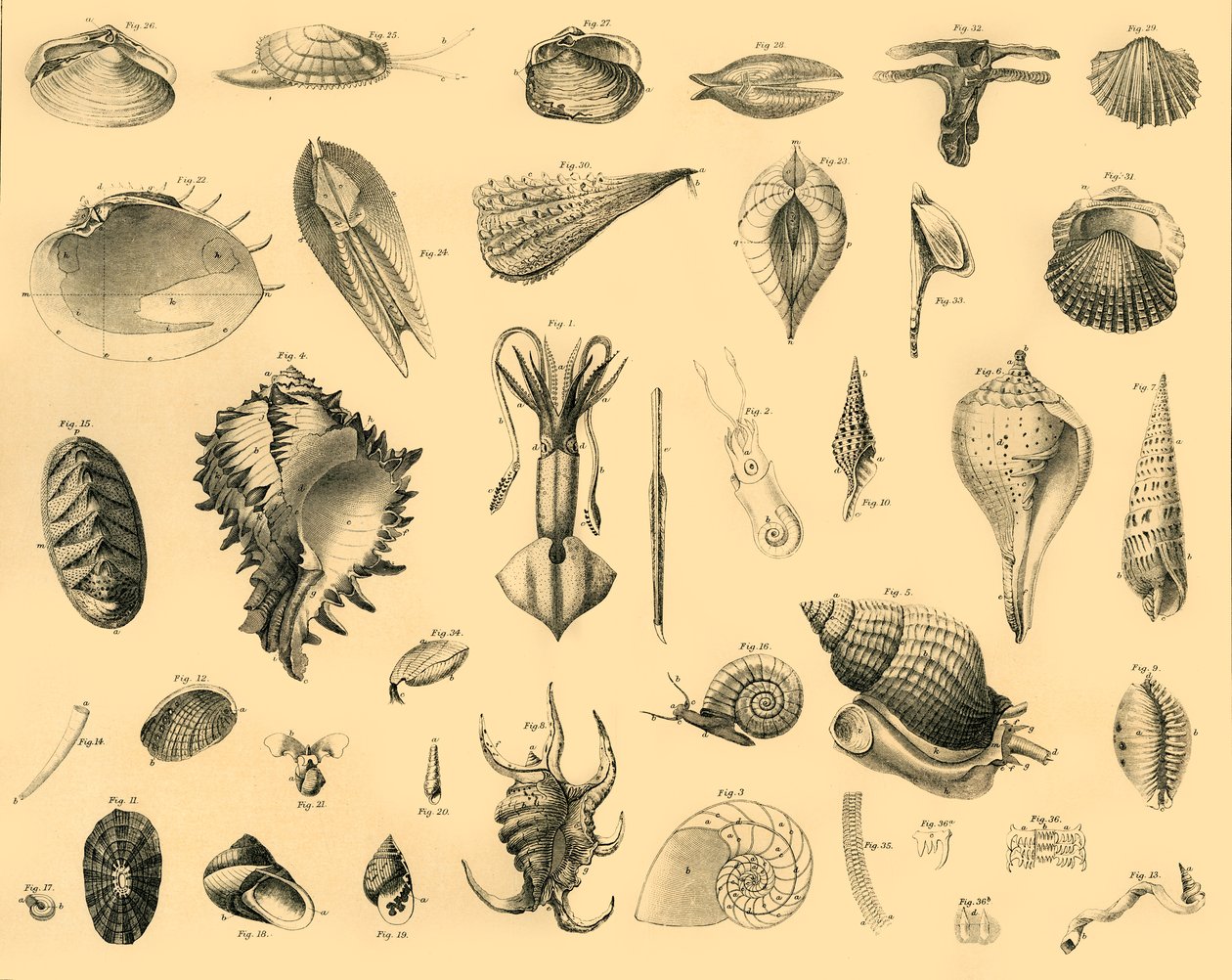 Molluschi, c1910 da Unbekannt