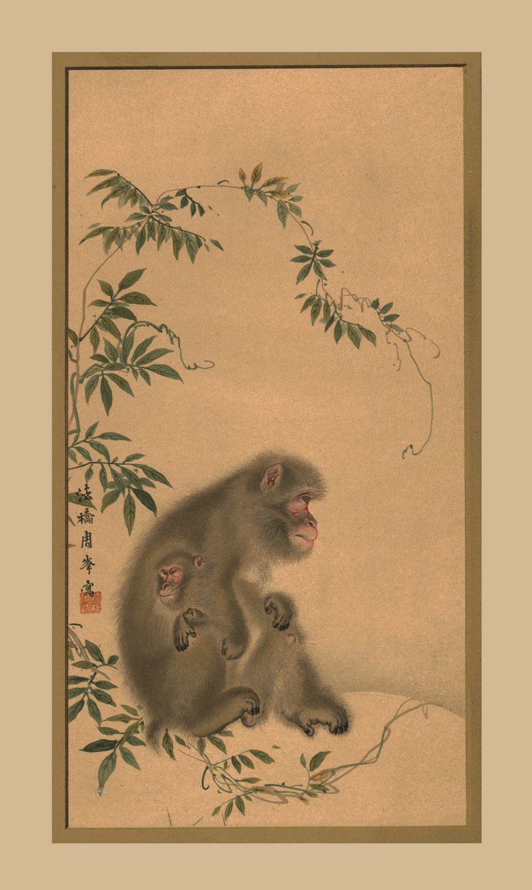 Scimmia, XIX secolo, 1886 da Unbekannt