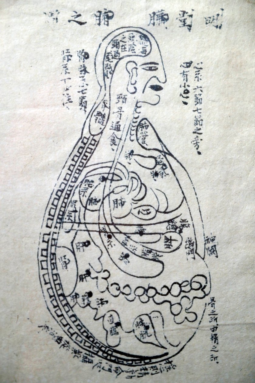 Museo della Medicina Tradizionale Vietnamita, I canali e i vasi, Libro di agopuntura, Ho Chi Minh City, Vietnam da Unbekannt