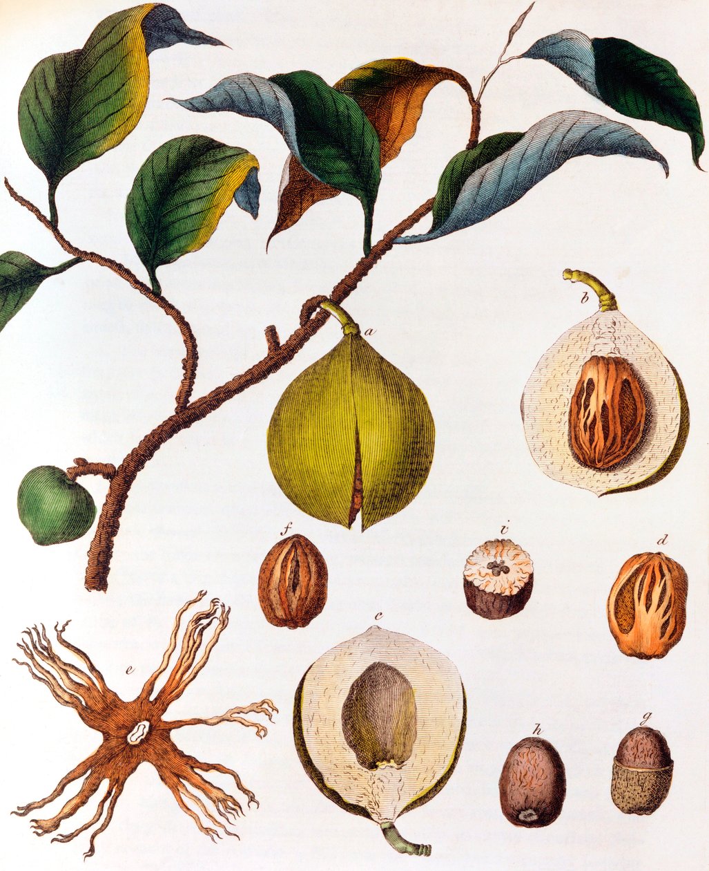 Myrsitica fragrans - Noce Moscata da Unbekannt