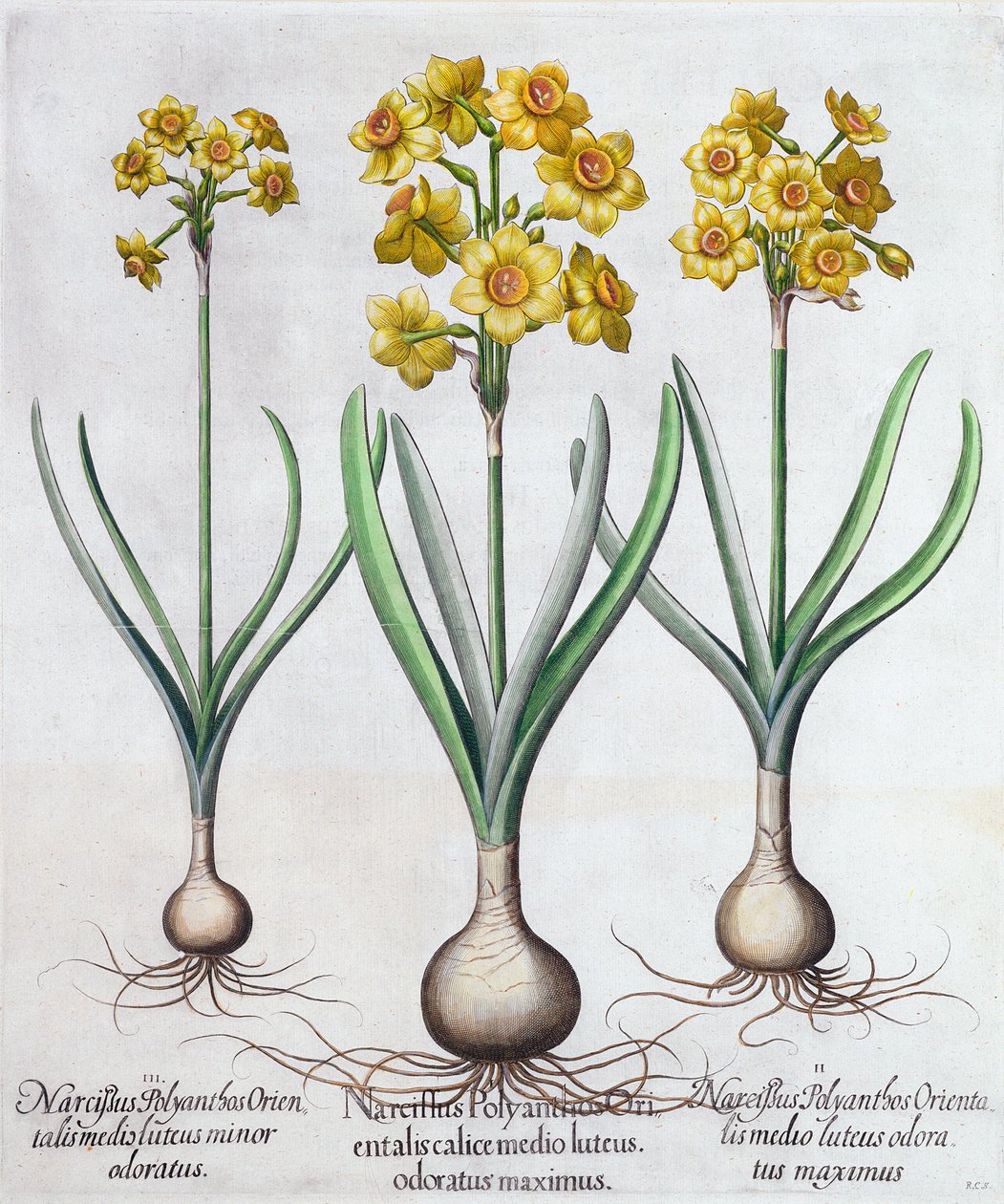 Narciso, 1613 da Unbekannt