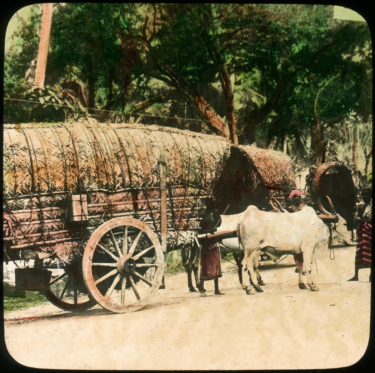 Carro trainato da buoi nativo, Ceylon, fine XIX o inizio XX secolo da Unbekannt