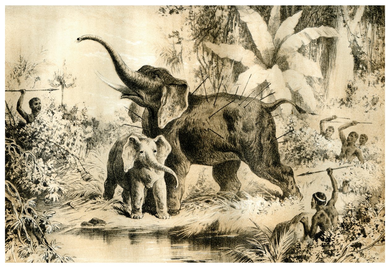 Nativi che cacciano un elefante, 1883 da Unbekannt