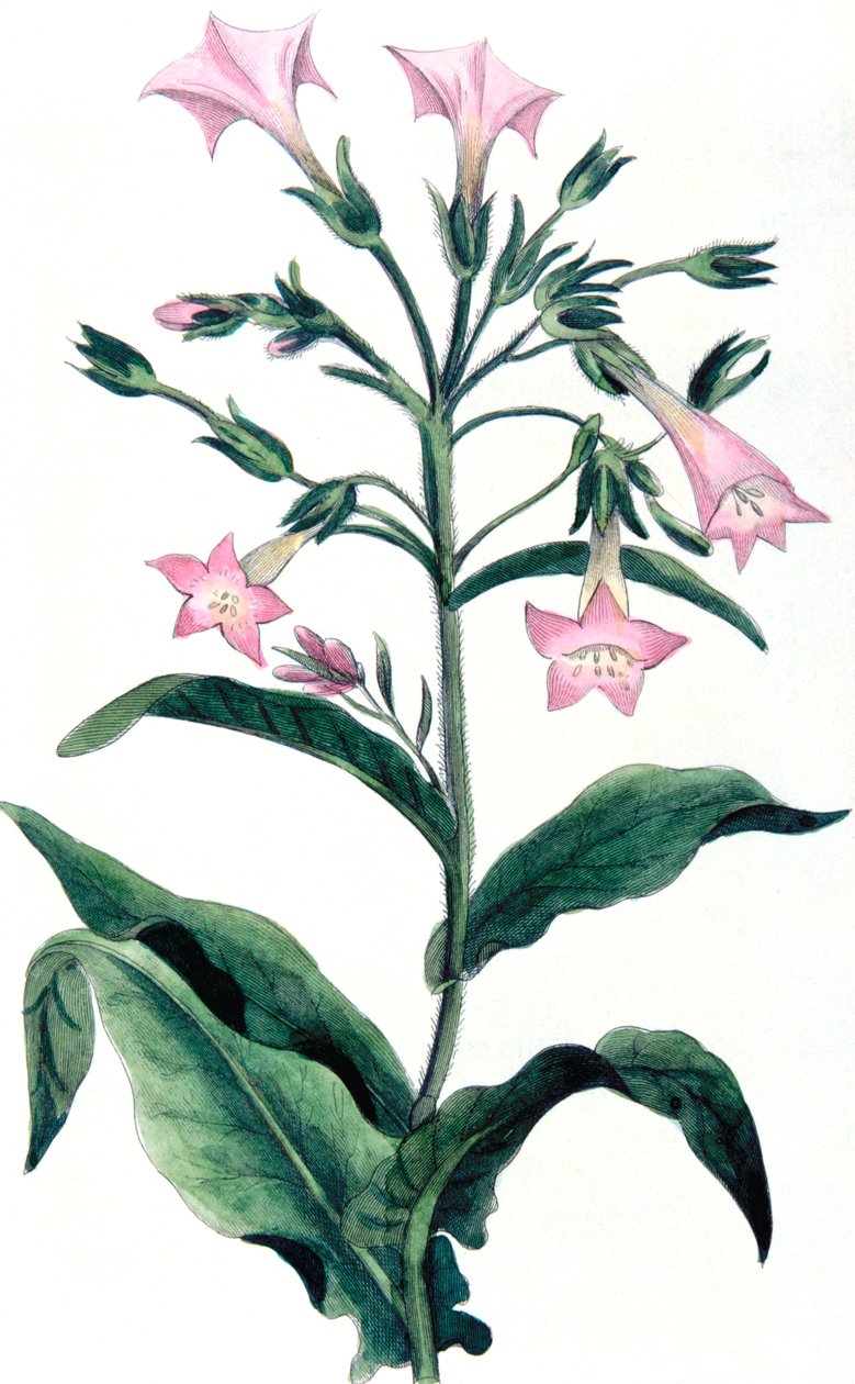 Nicotiana tabacum - pianta del tabacco, 1823 da Unbekannt