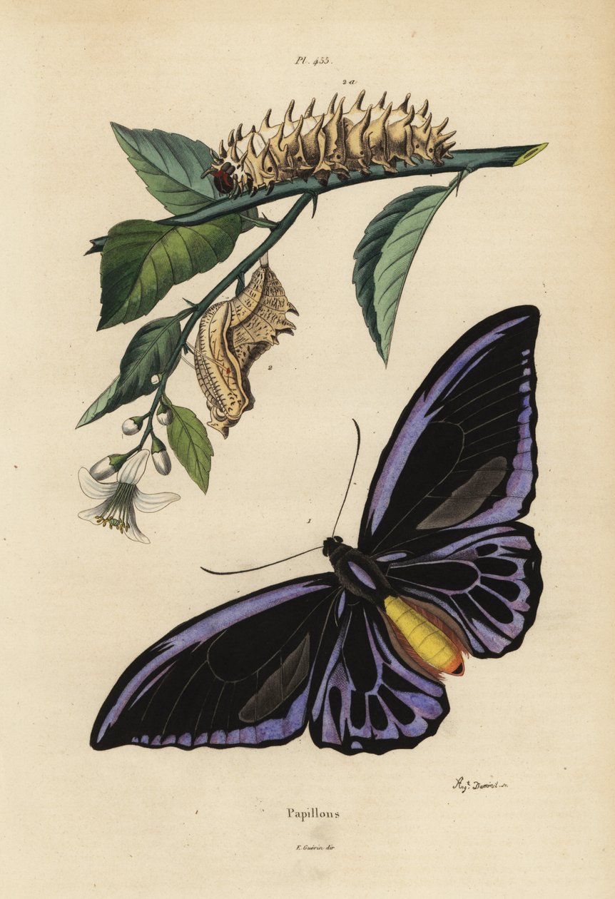 Birdwing settentrionale, Ornithoptera priamus urvillianus, e crisalide e larva del birdwing comune, Troides helena da Unbekannt