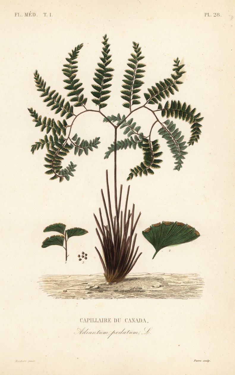 Felce capelvenere del nord o felce a cinque dita, Adiantum pedatum, Capillaire du Canada da Unbekannt