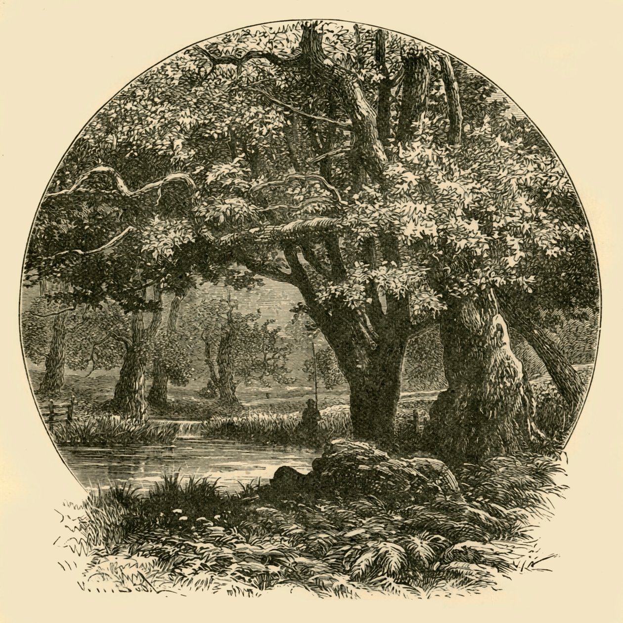 Querce a Bradgate, 1898 da Unbekannt