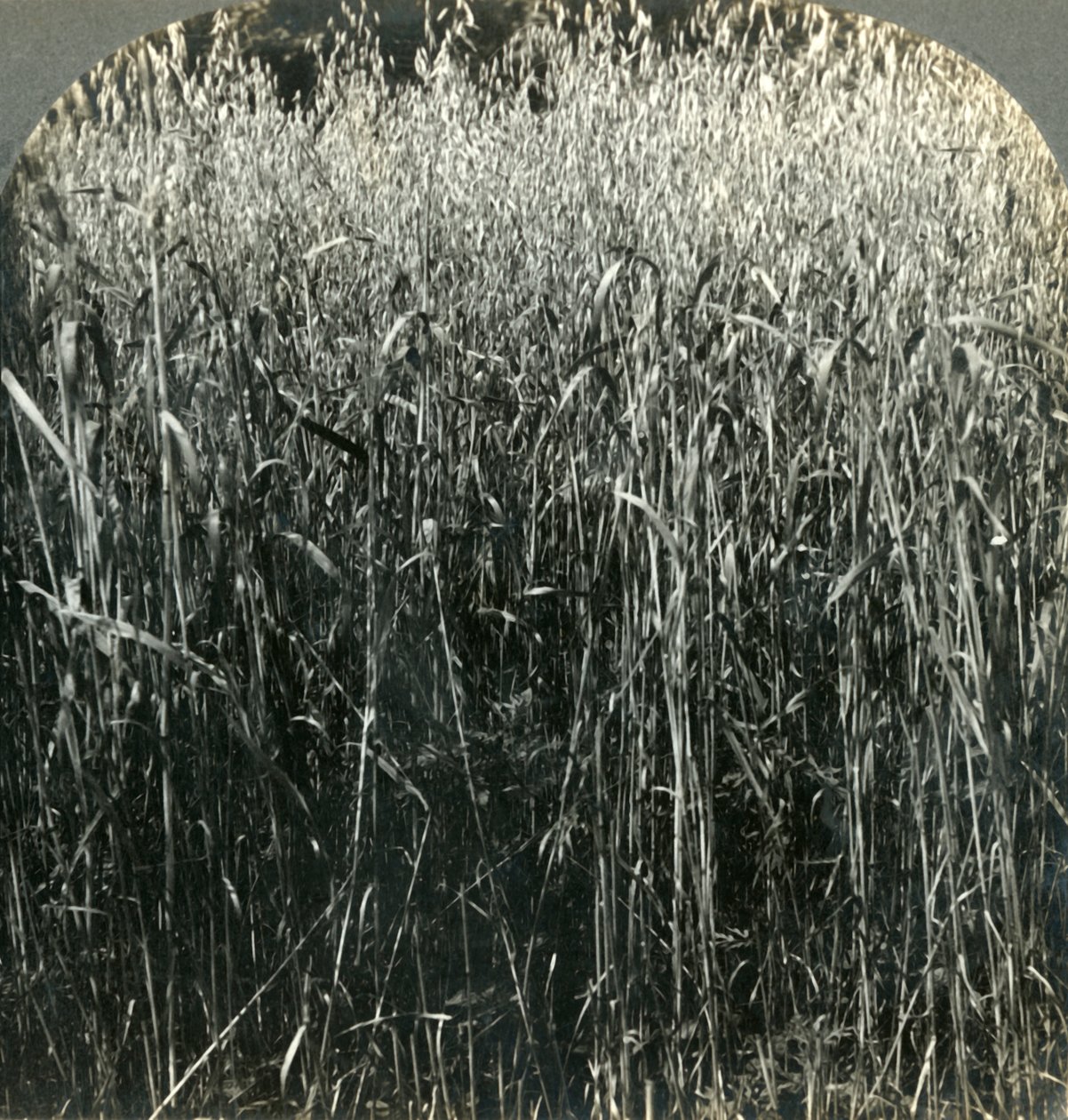 Avena in crescita, Pennsylvania, USA, 1903 da Unbekannt