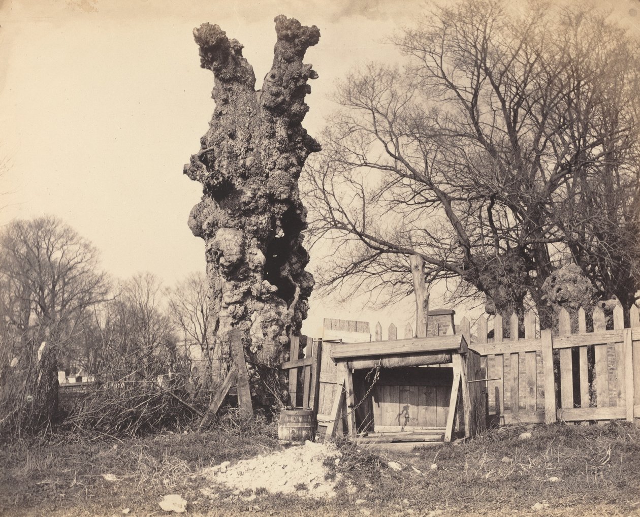 Vecchio albero vicino a Chatham da Unbekannt