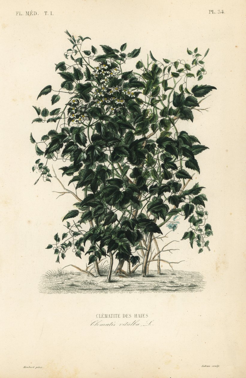 Barba di vecchio, Clematis vitalba da Unbekannt