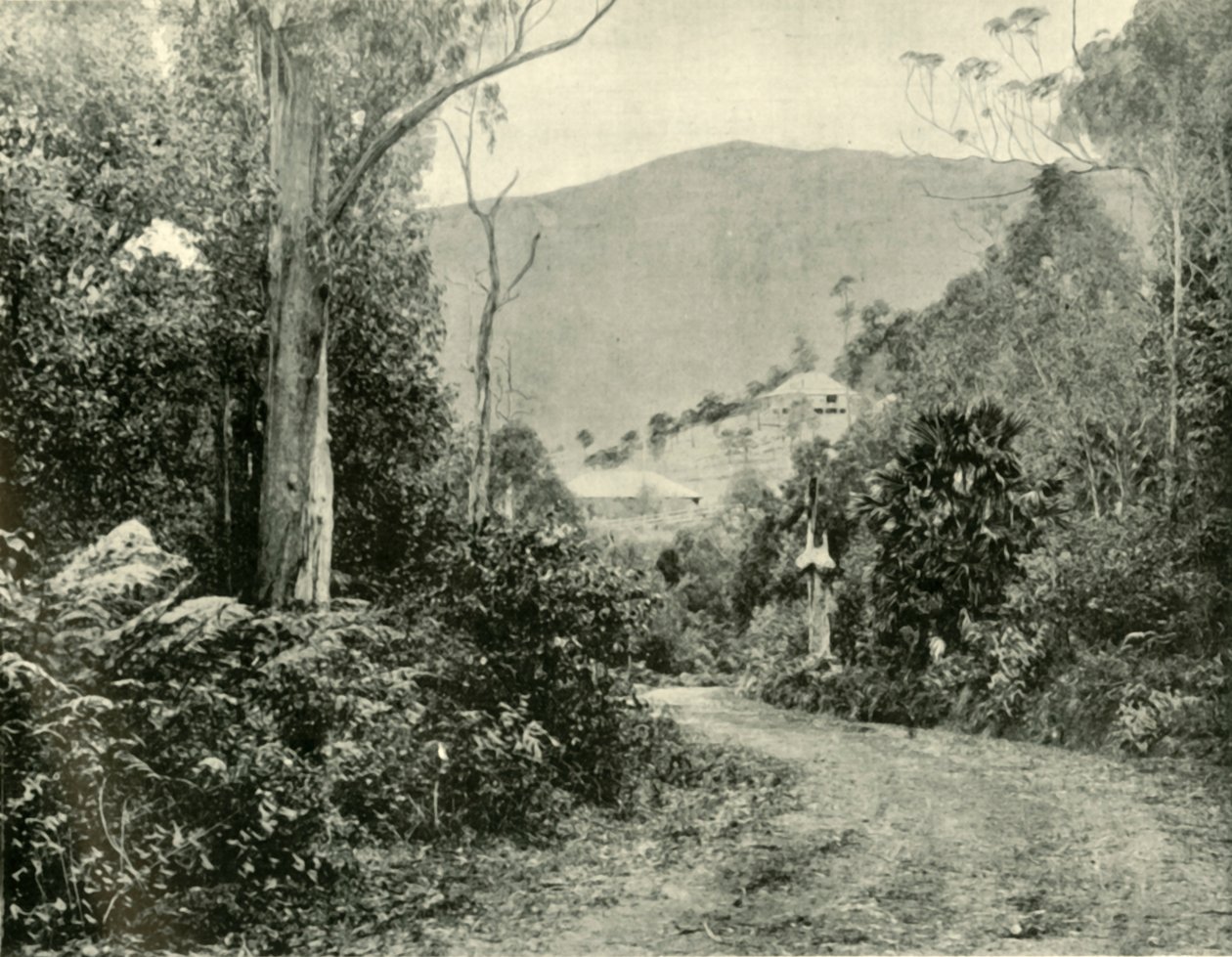 Sulla strada di Illawarra, N.S.W., 1901 da Unbekannt