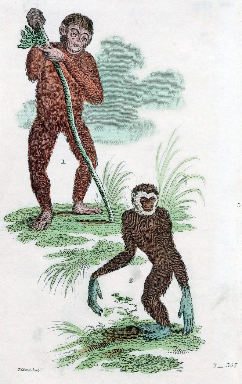 Orang Utang e Gibbon, 1822 da Unbekannt