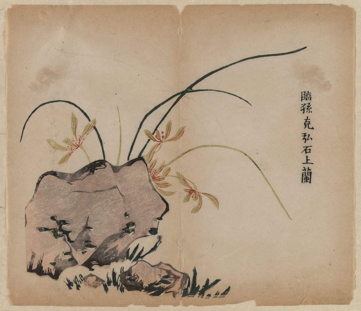 Orchidea sulle rocce, XVIII secolo da Unbekannt