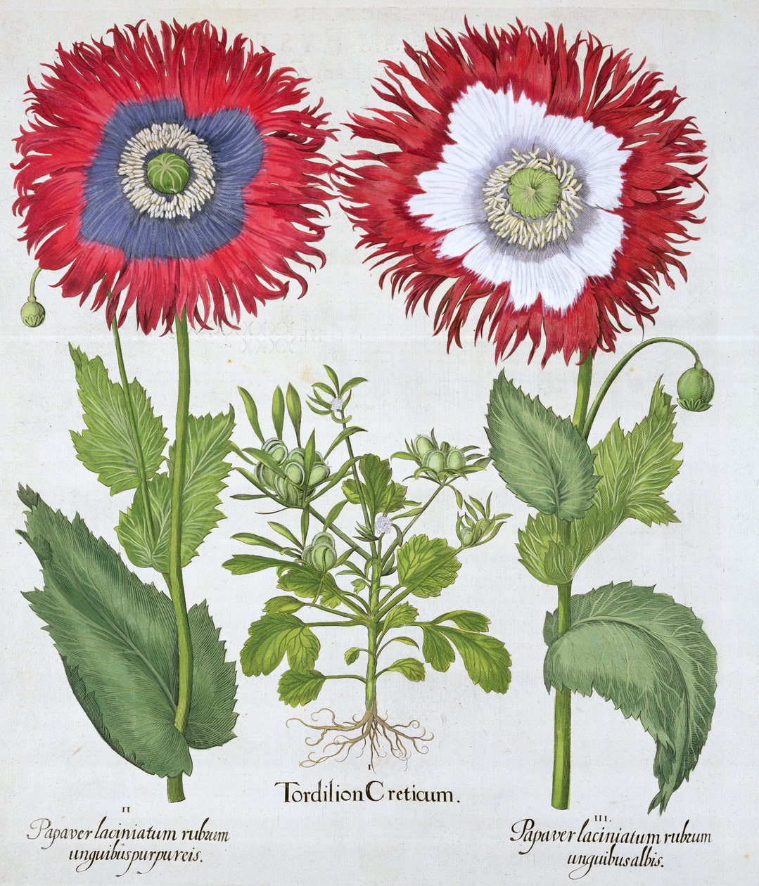 Papaveri ornamentali, 1613 da Unbekannt