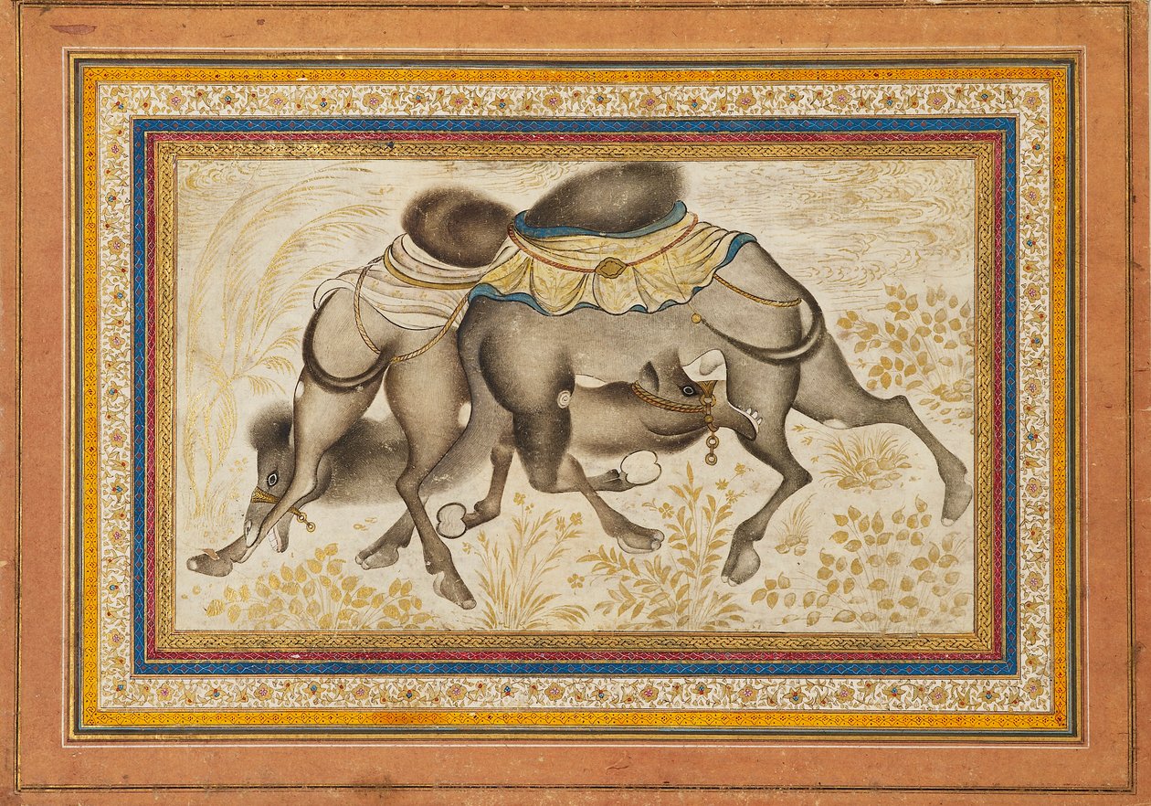 Pagina da un muraqqa disperso, o album, raffigurante due cammelli che combattono, dipinto c1675 da Unbekannt