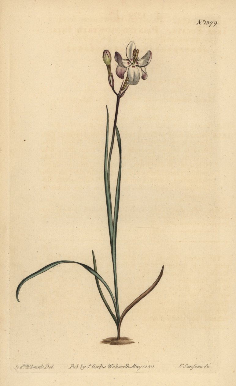 Ixia dai fiori dipinti, Ixia fucata da Unbekannt