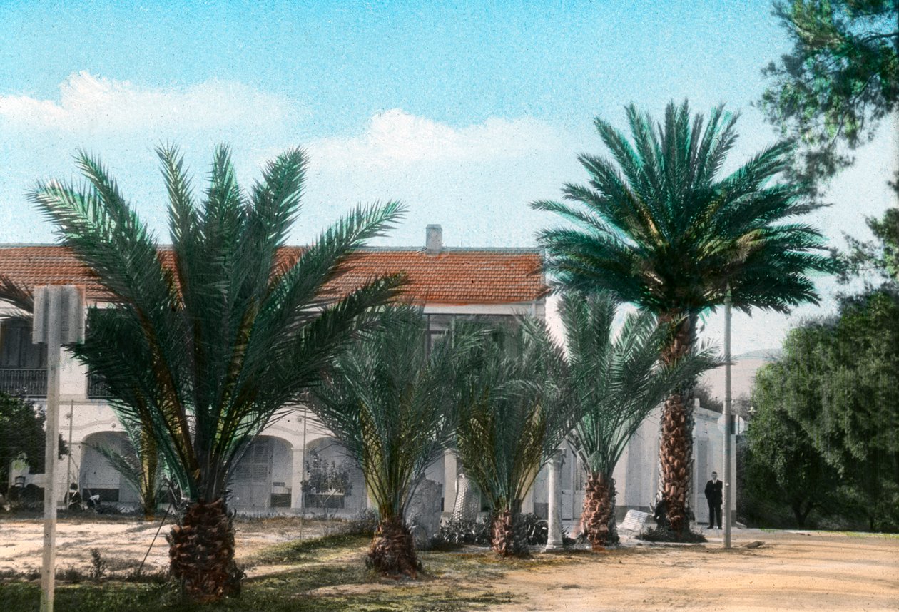 Palme, Hammam Meskoutine, Algeria da Unbekannt