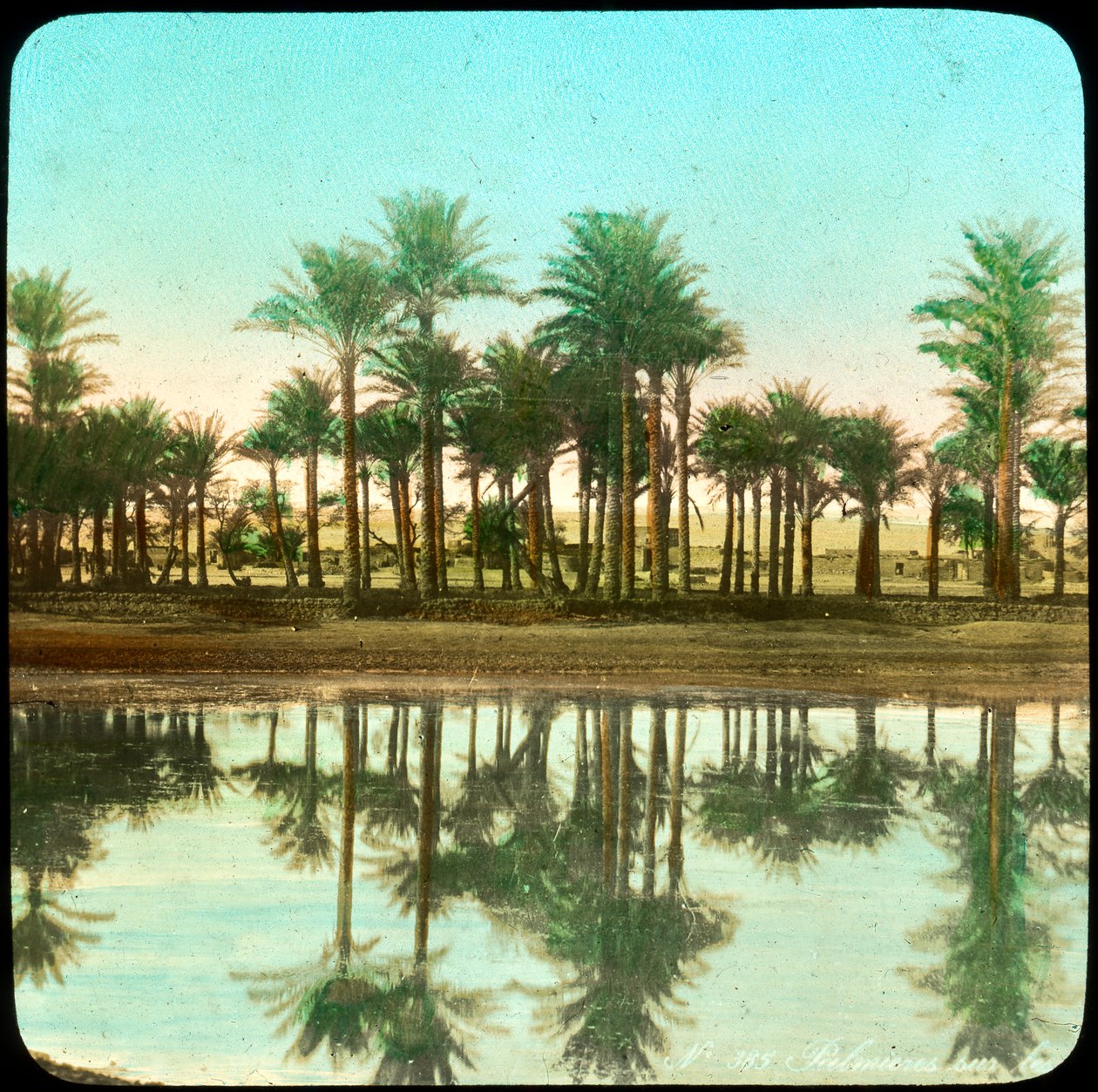 Palme riflesse nell