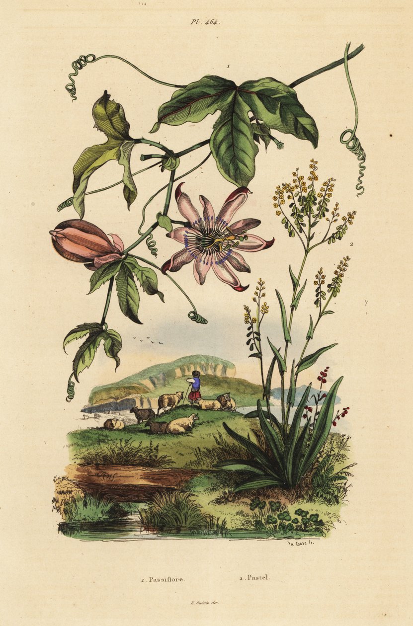 Passiflora, Passiflora uraniae, e guado dei tintori, Isatis tinctoria da Unbekannt